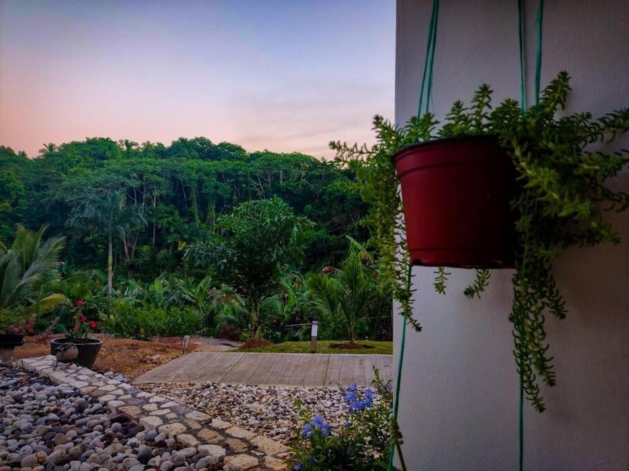 The Willow Apartment Ocho Rios Buitenkant foto
