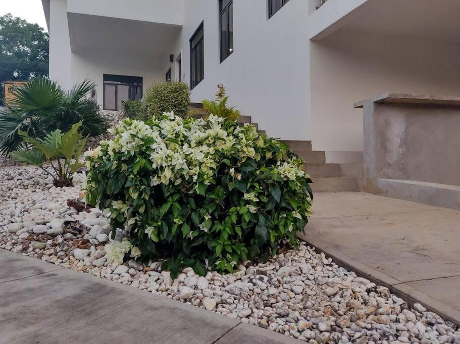 The Willow Apartment Ocho Rios Buitenkant foto